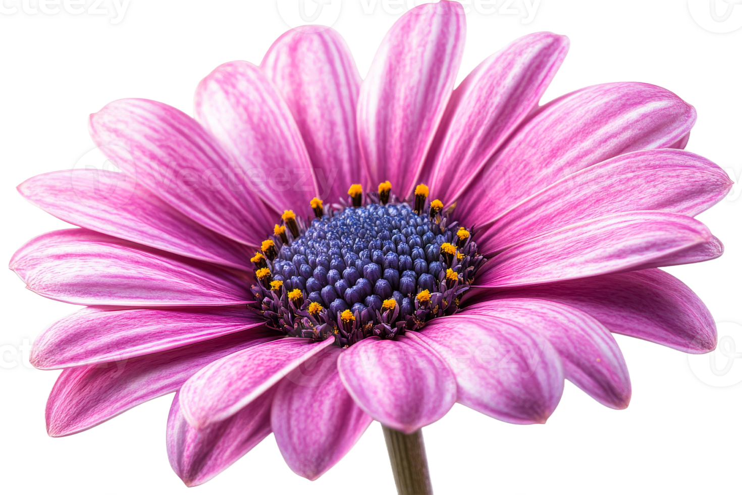 Vibrant pink flower in full bloom png