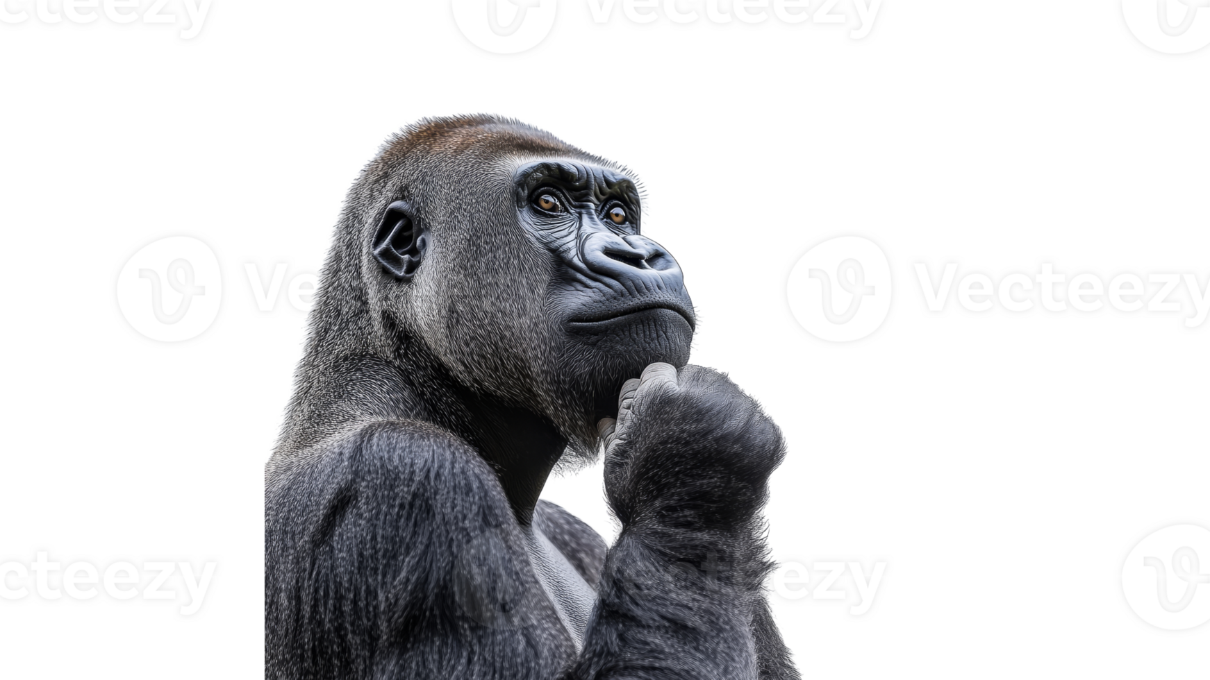 Thoughtful gorilla in a natural pose png