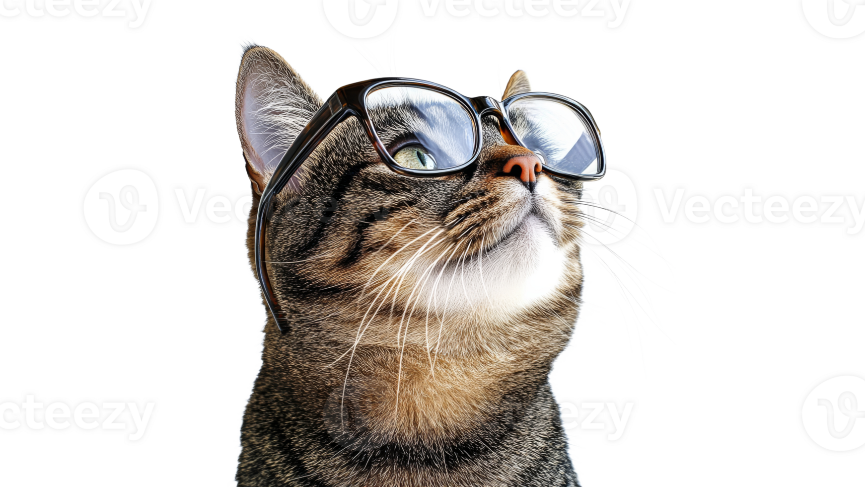 Cat wearing glasses enjoys a curious moment png