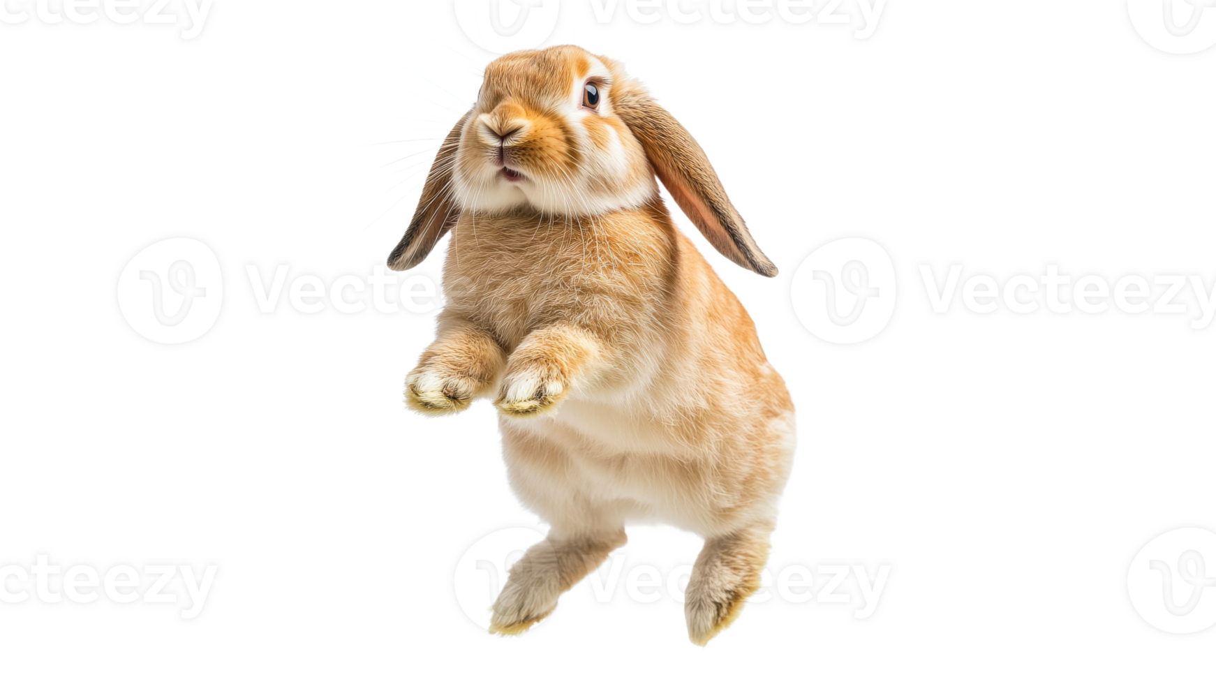 Brown rabbit leaps against white backdrop png