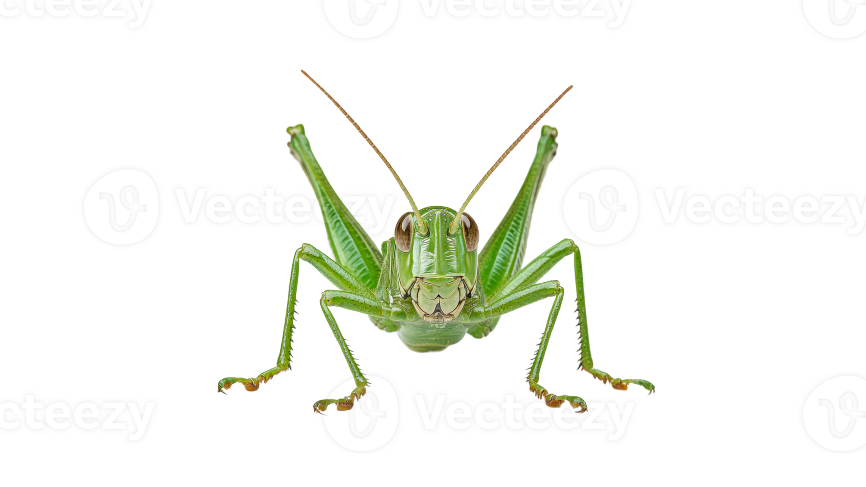 Close view of a green grasshopper in nature png