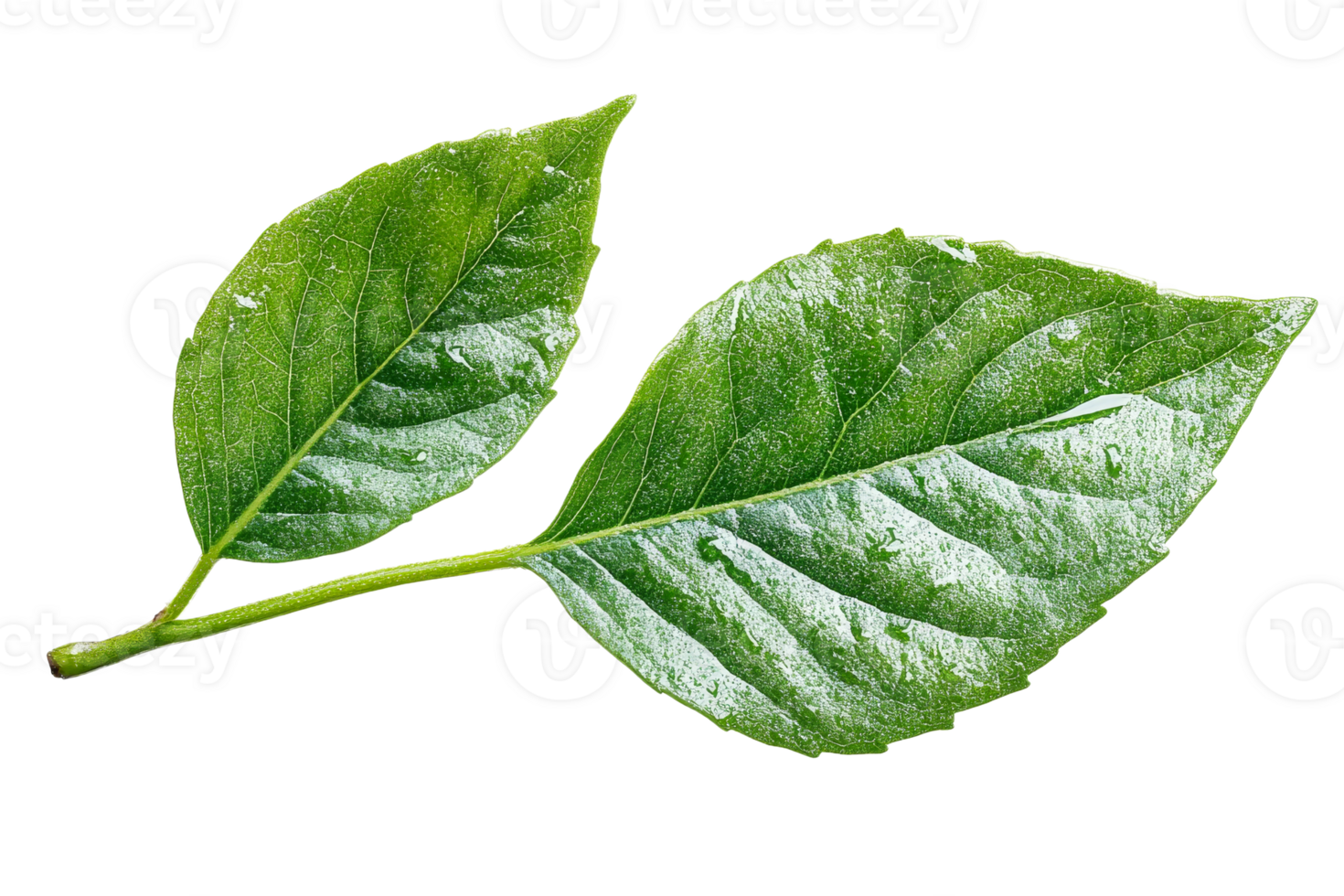 Vivid green leaves with clear texture png