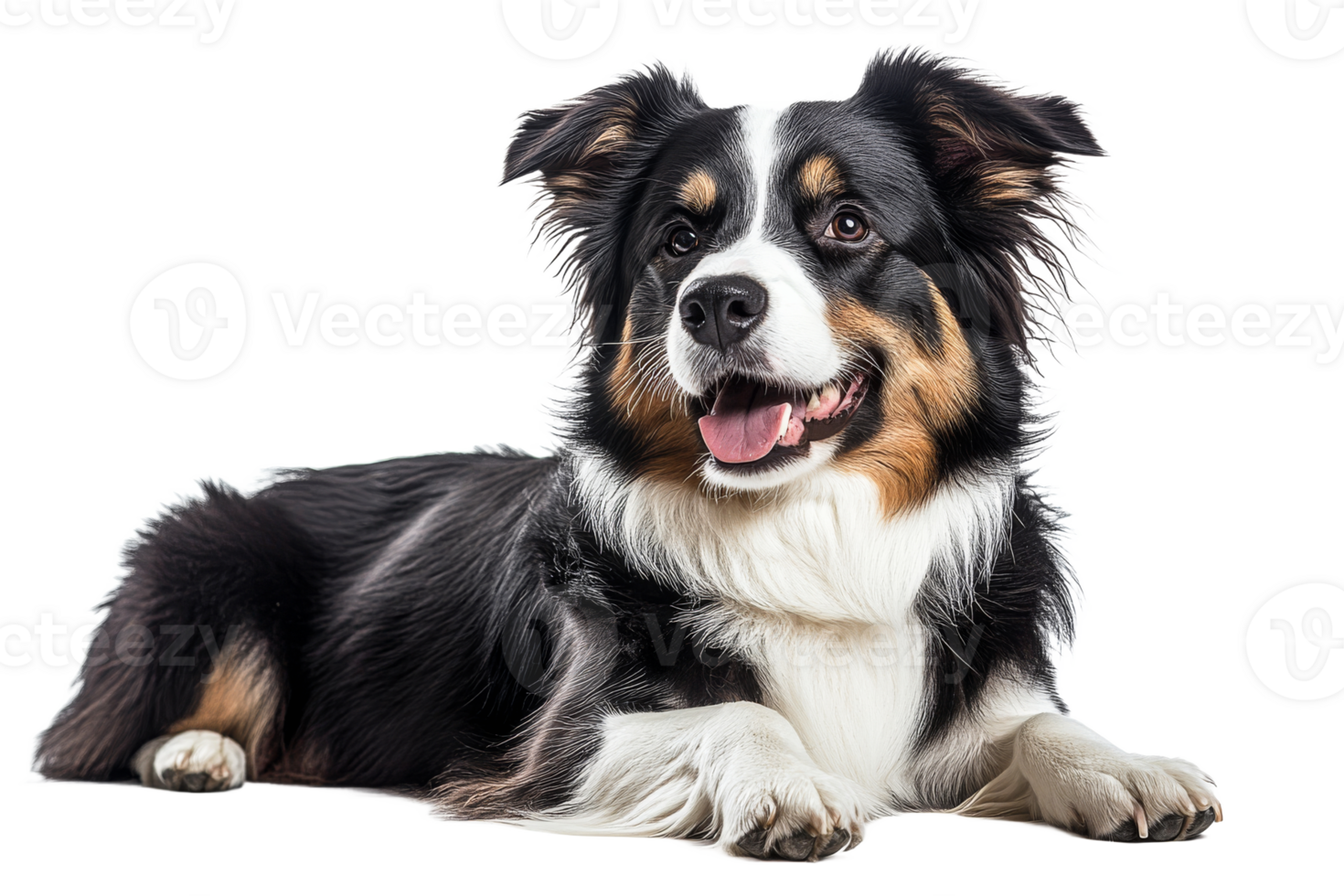 Beautiful dog relaxing on a light background png