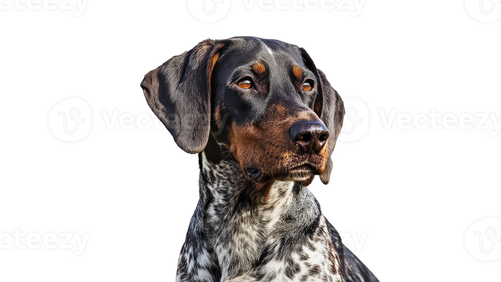 Portrait of a dog with striking coat patterns png