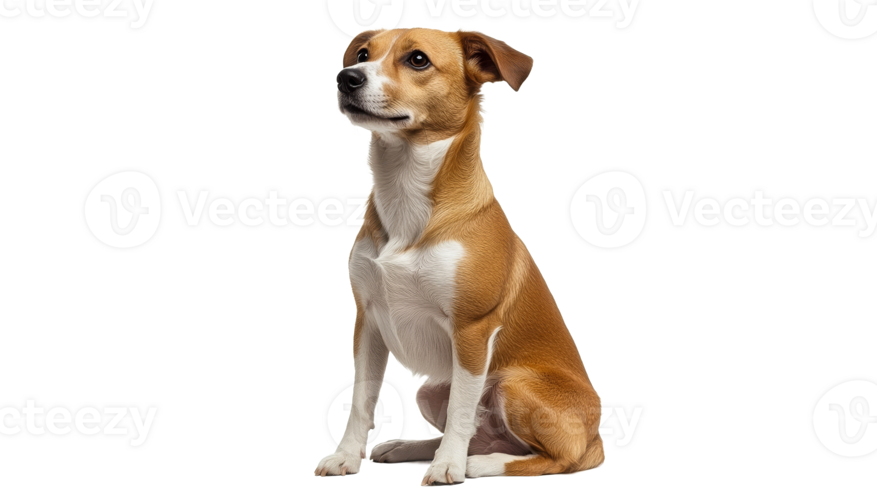 Friendly dog sitting calmly and looking ahead png