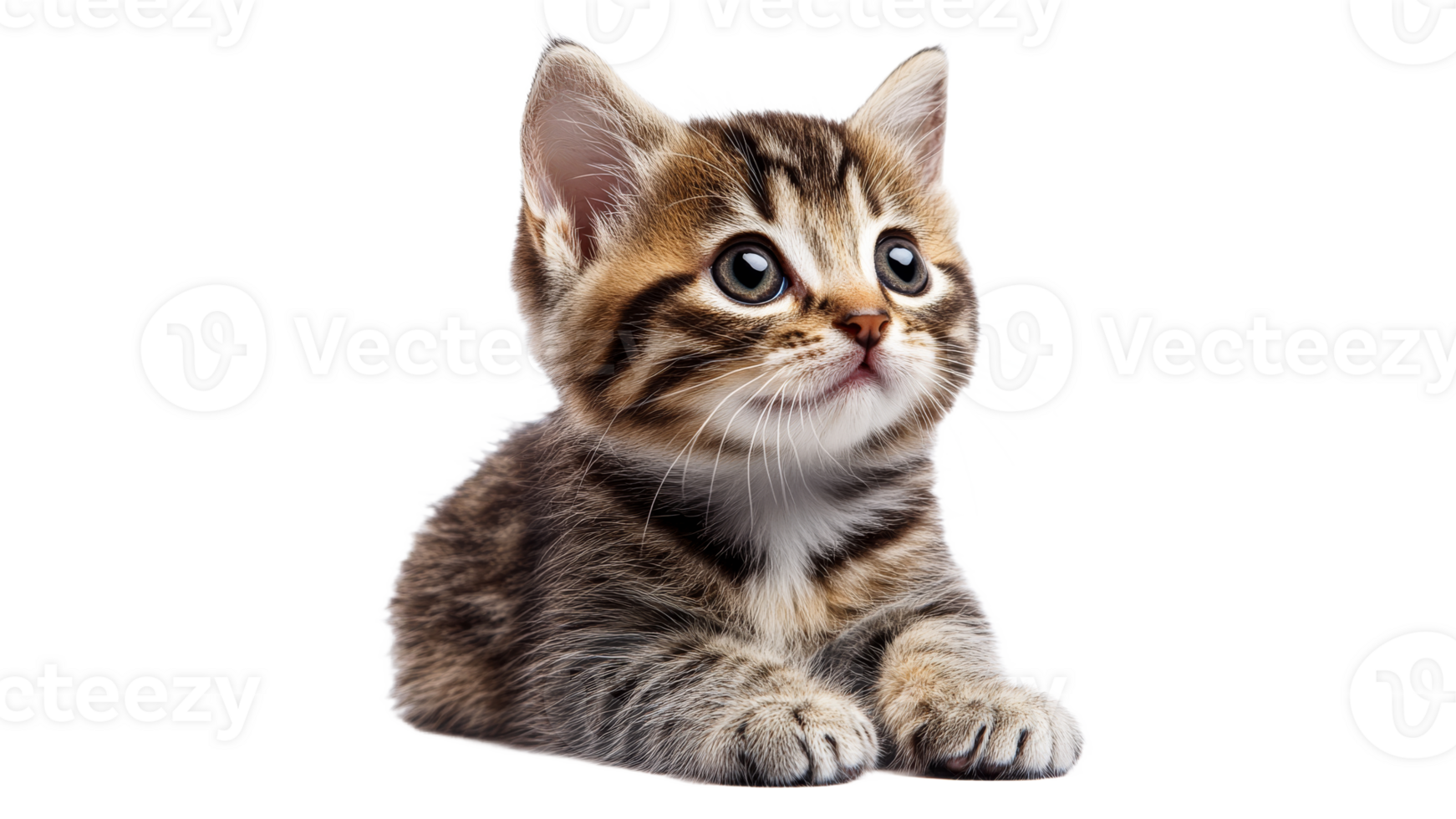 Cute kitten gazing with curious eyes indoors png