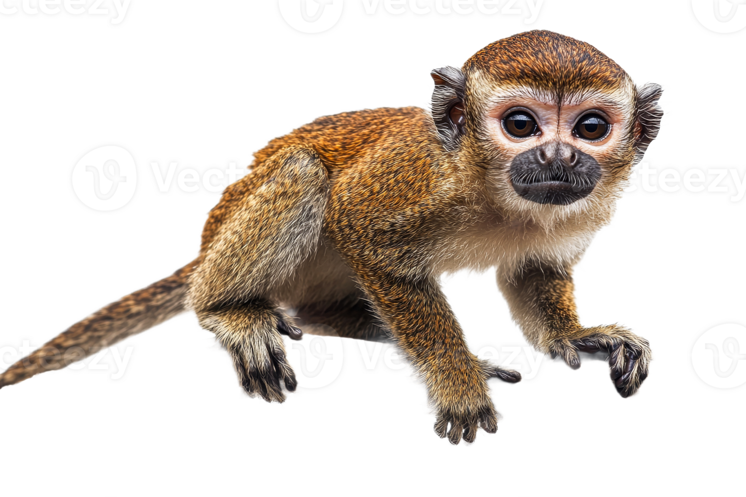 Monkey climbing with curiosity in natural setting png
