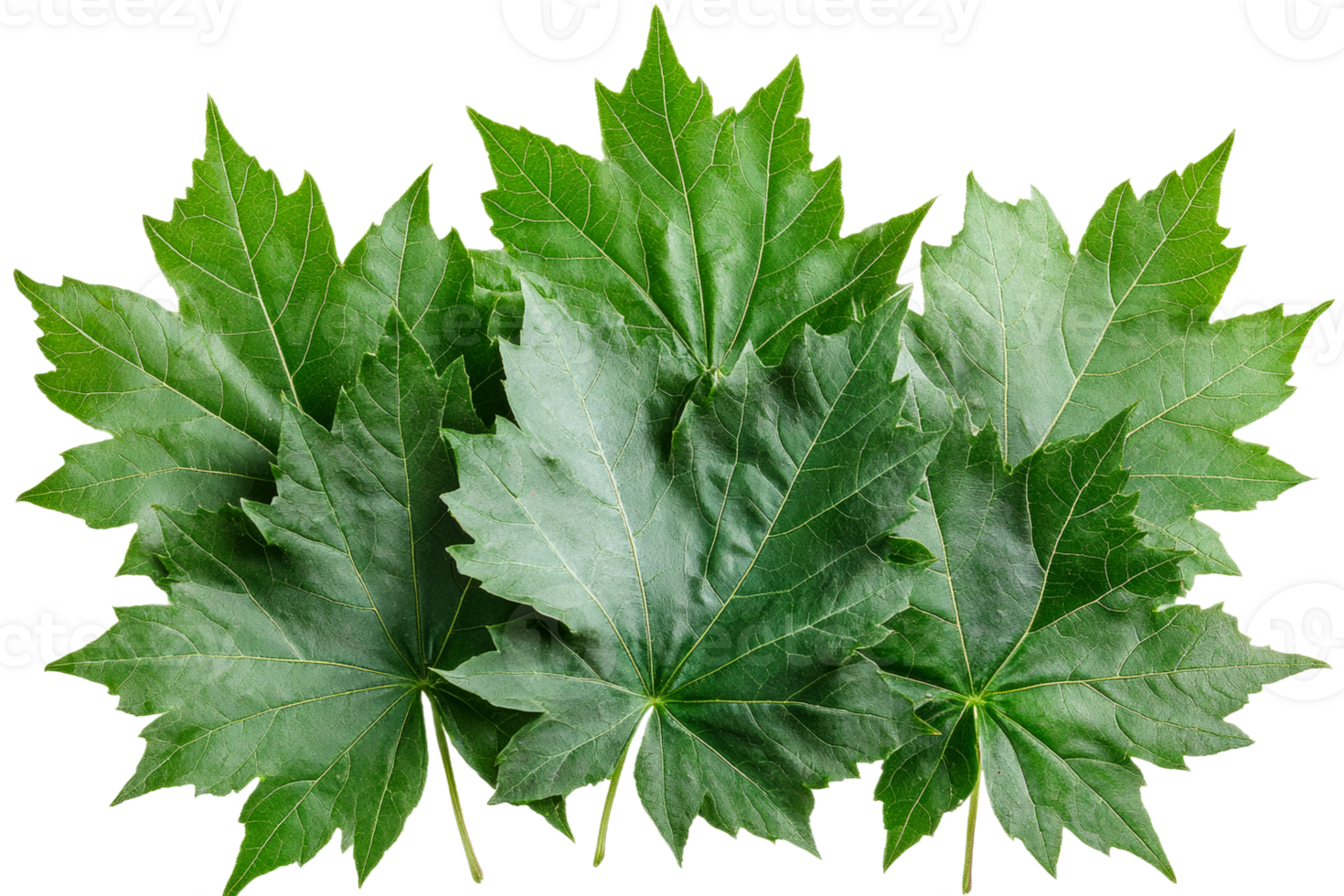 Fresh green leaves arranged on a white background png