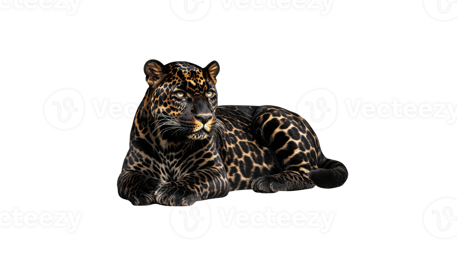 Graceful leopard resting on plain backdrop png