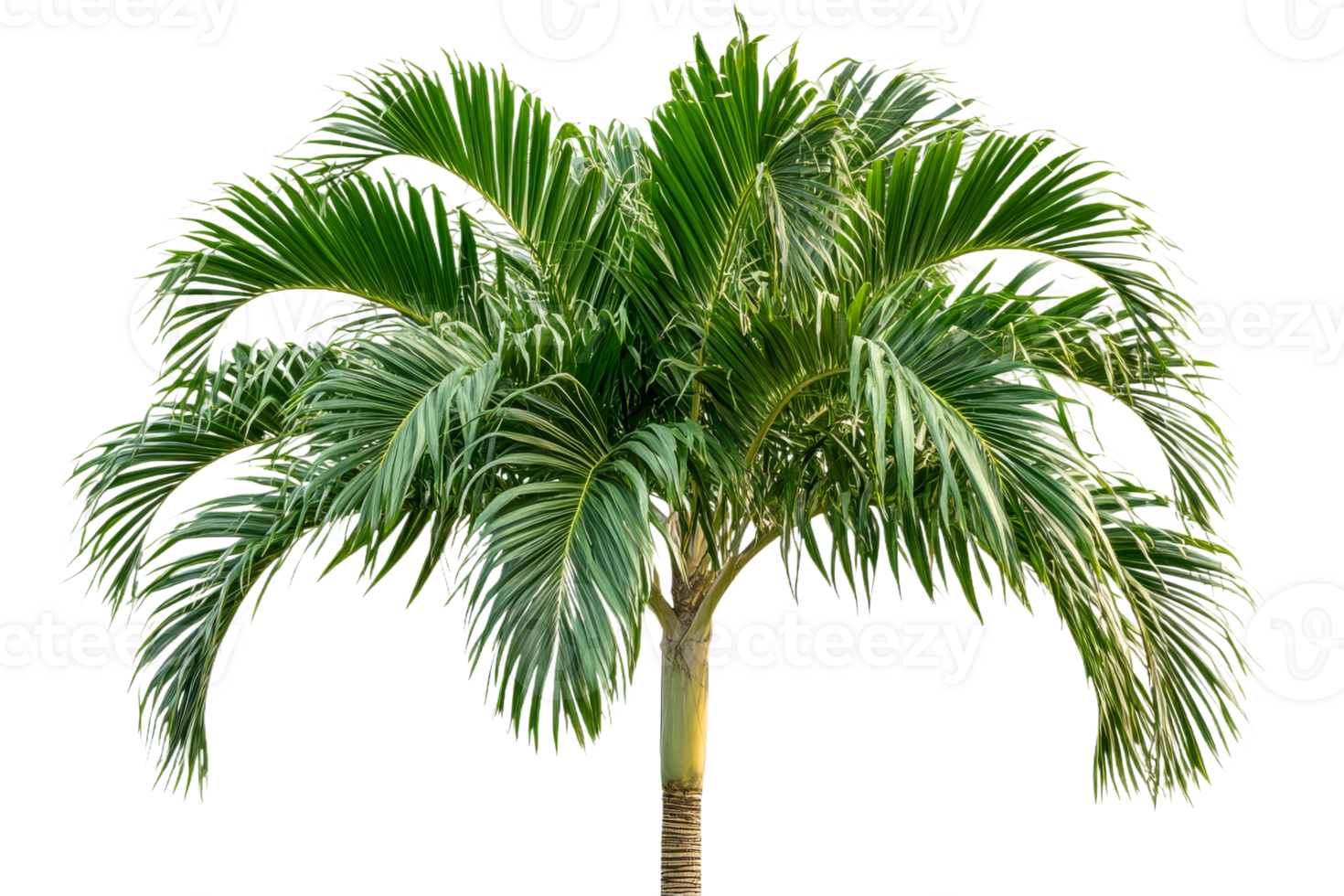 Lush green palm tree with vibrant fronds png