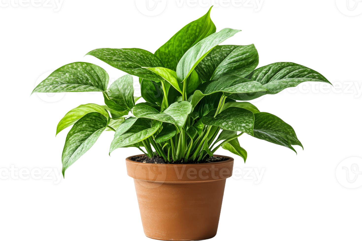 Green leafy plant in a terracotta pot on a table png