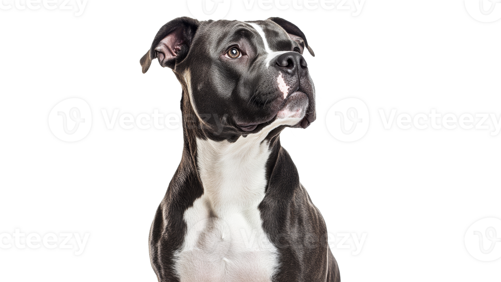 Strong and loyal dog gazes with confidence png