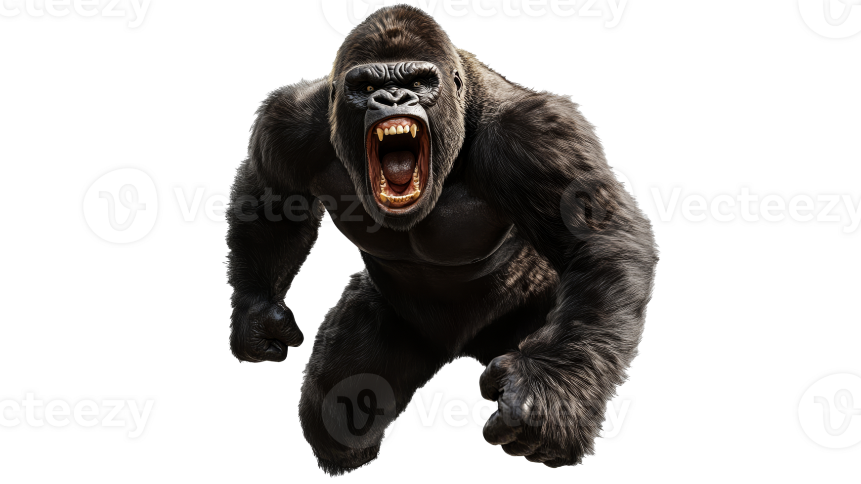 Gorilla shows aggression in the wild png