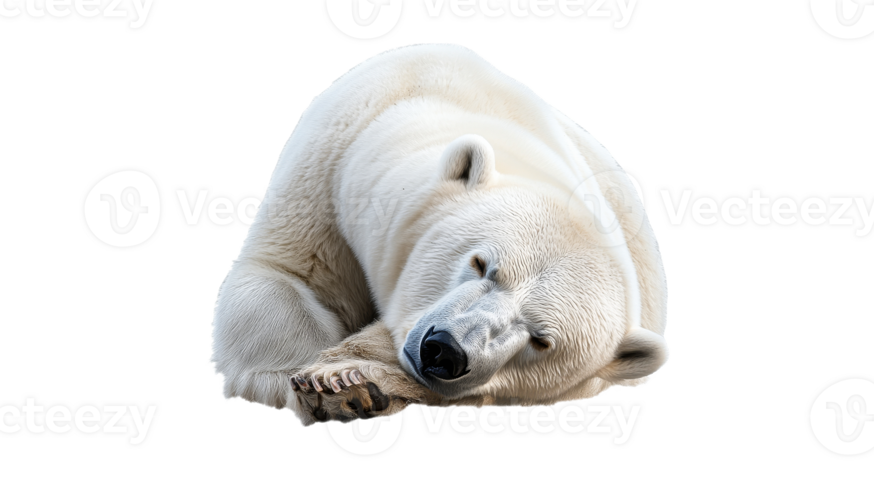 Polar bear rests in snowy solitude png