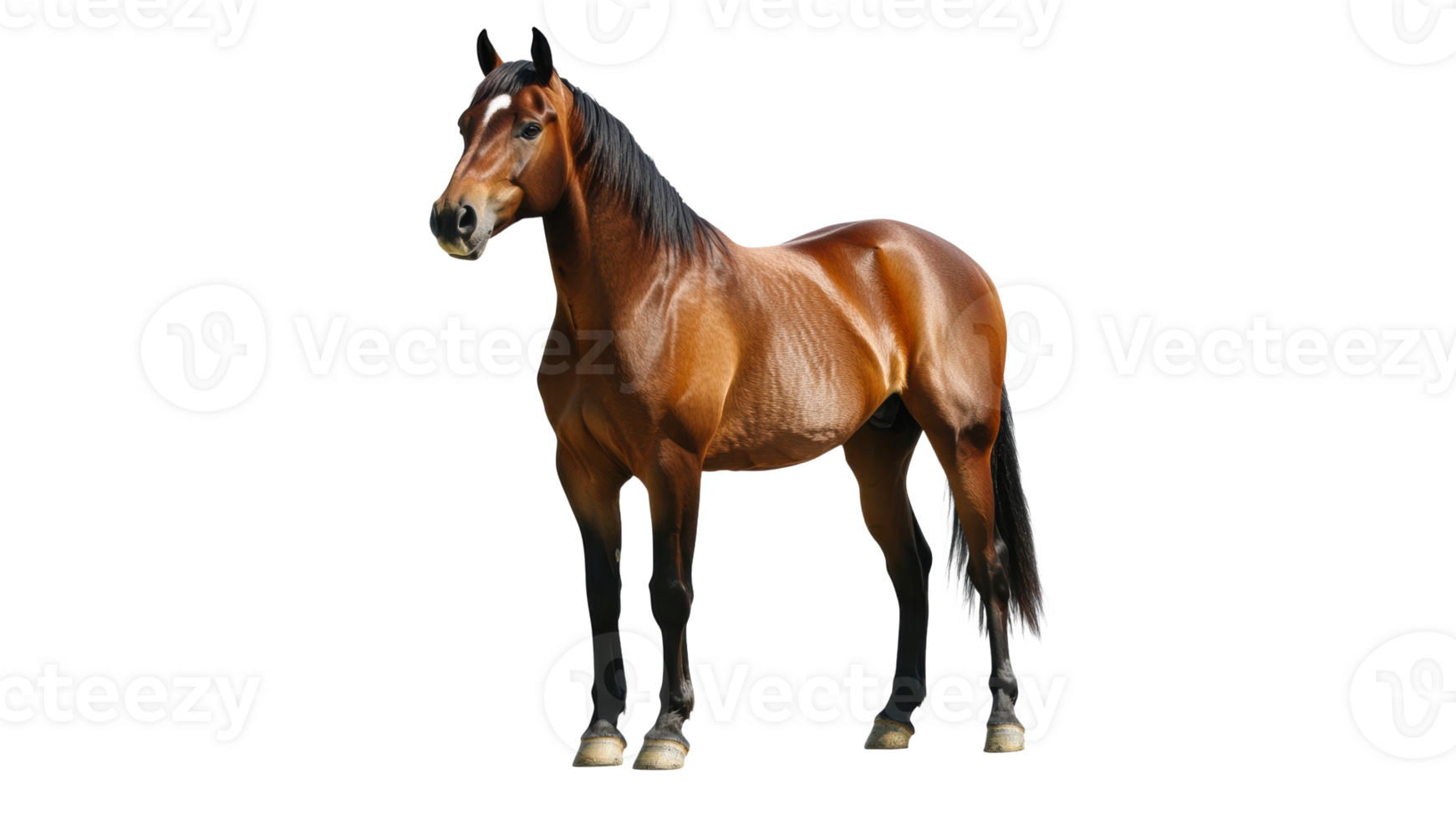 Strong brown horse standing in a clear space png