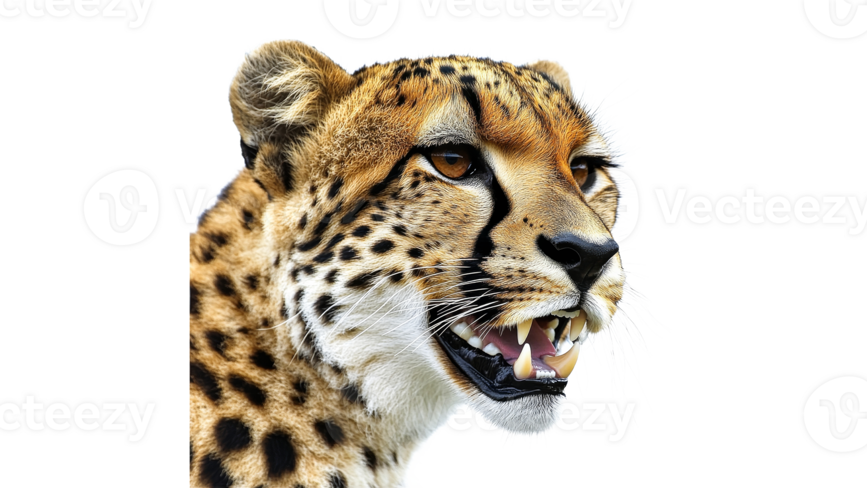 Cheetah showcasing its powerful features in detail png