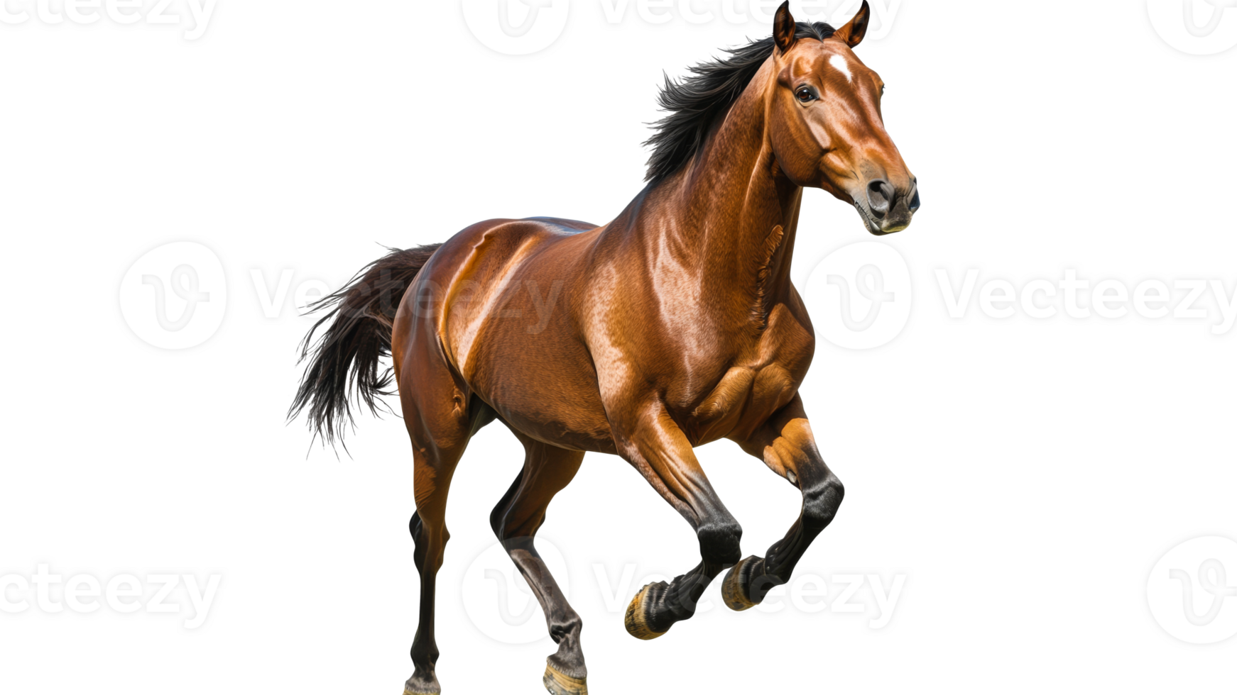 Brown horse galloping in daylight png