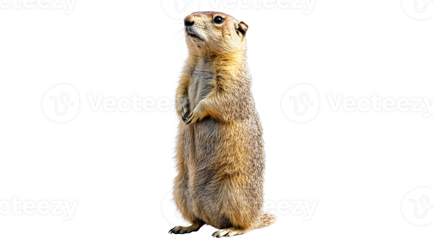 Cute ground squirrel standing upright in nature png