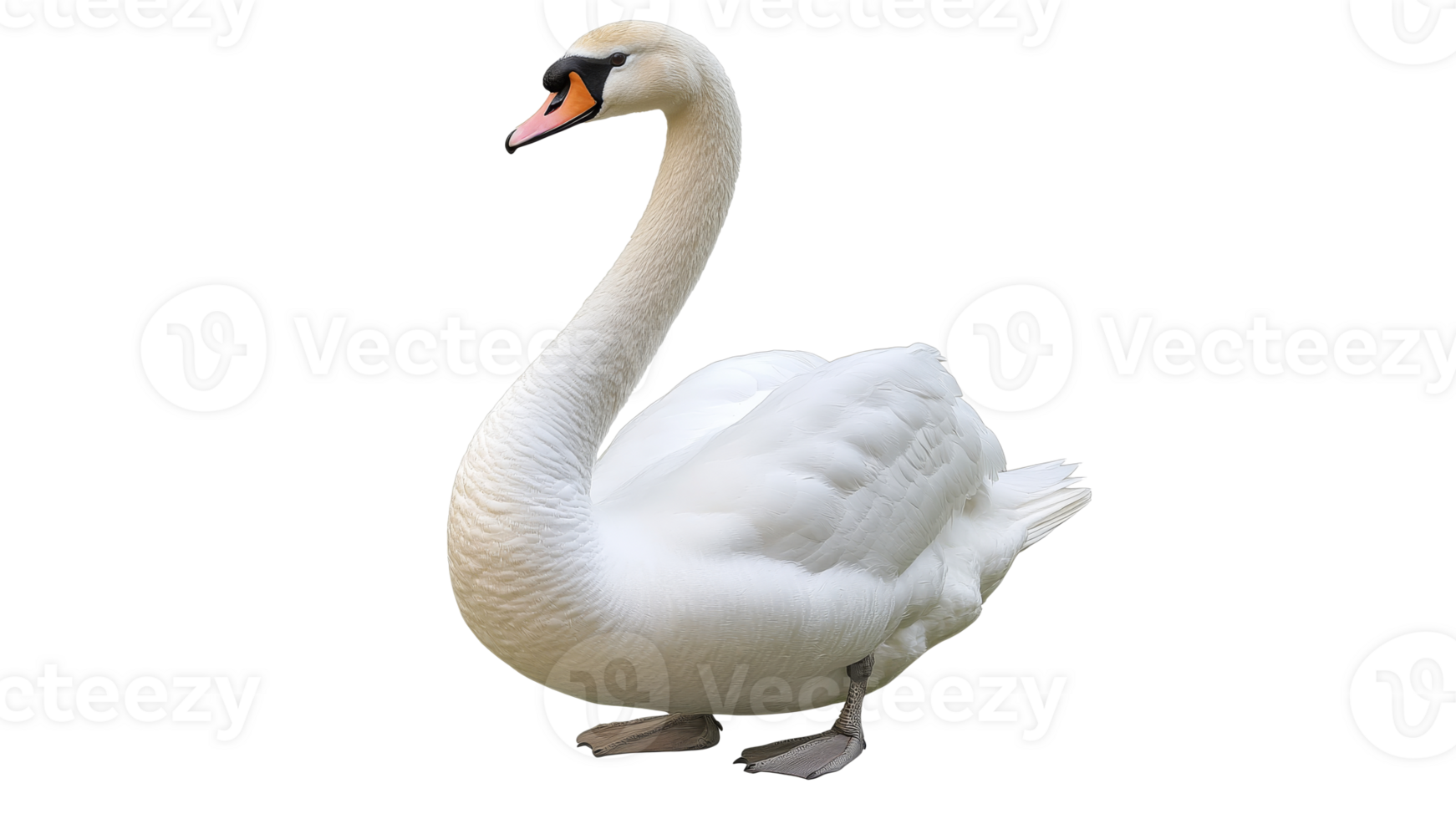 Graceful swan standing on lake shore in daylight png
