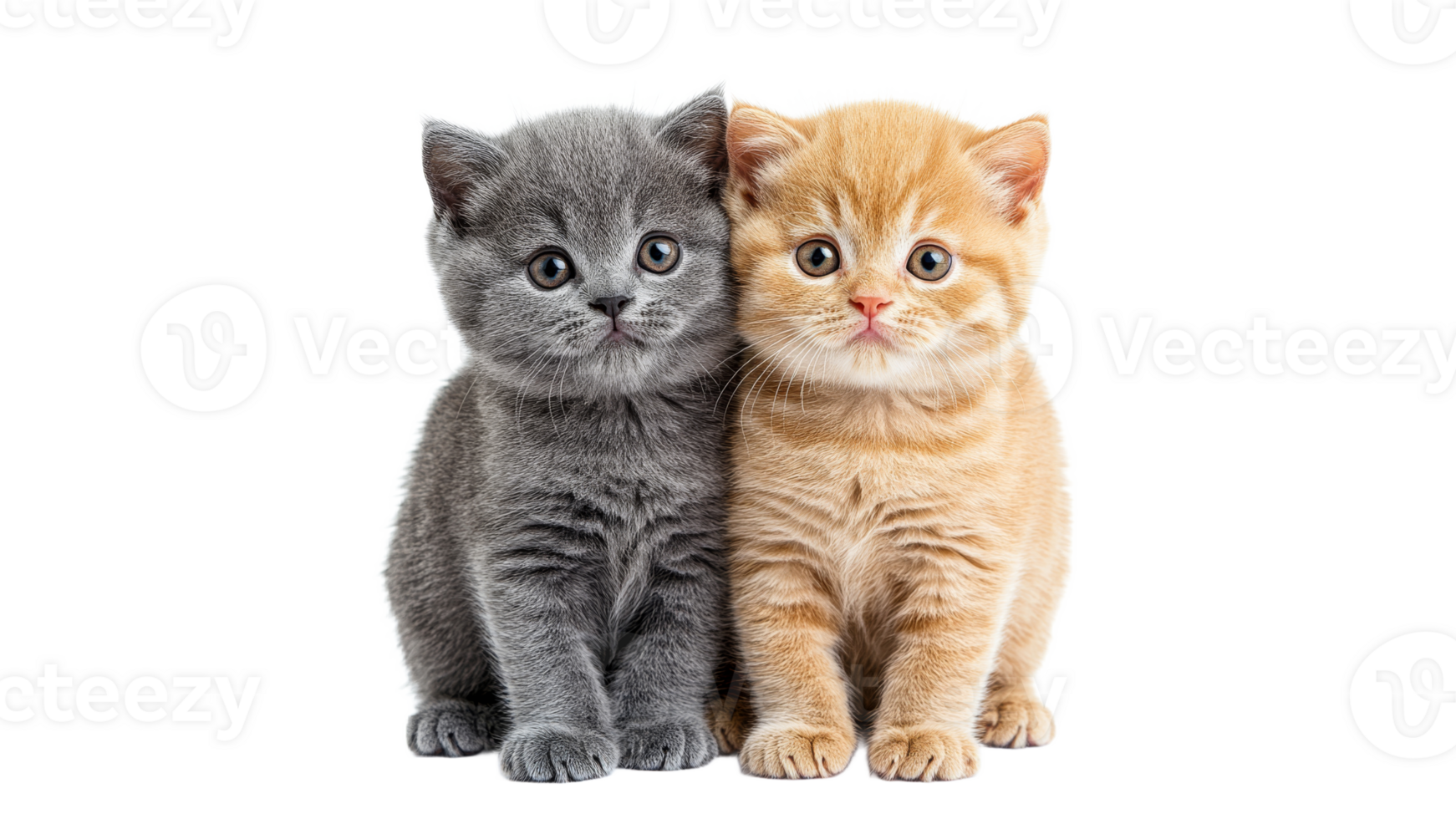 Two playful kittens sitting close together indoors png