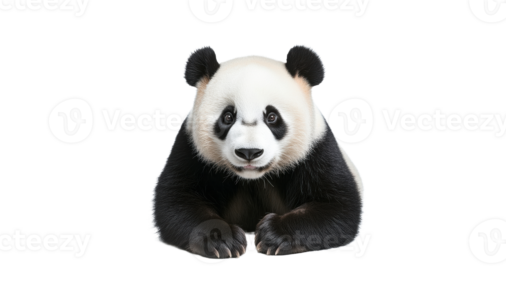 Playful giant panda resting in a serene setting png