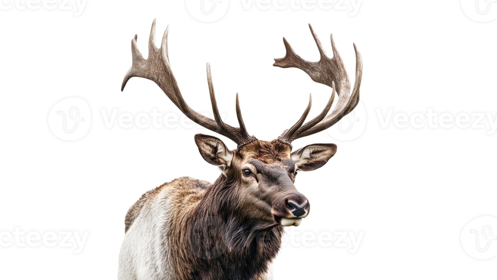 Majestic reindeer standing with impressive antlers png
