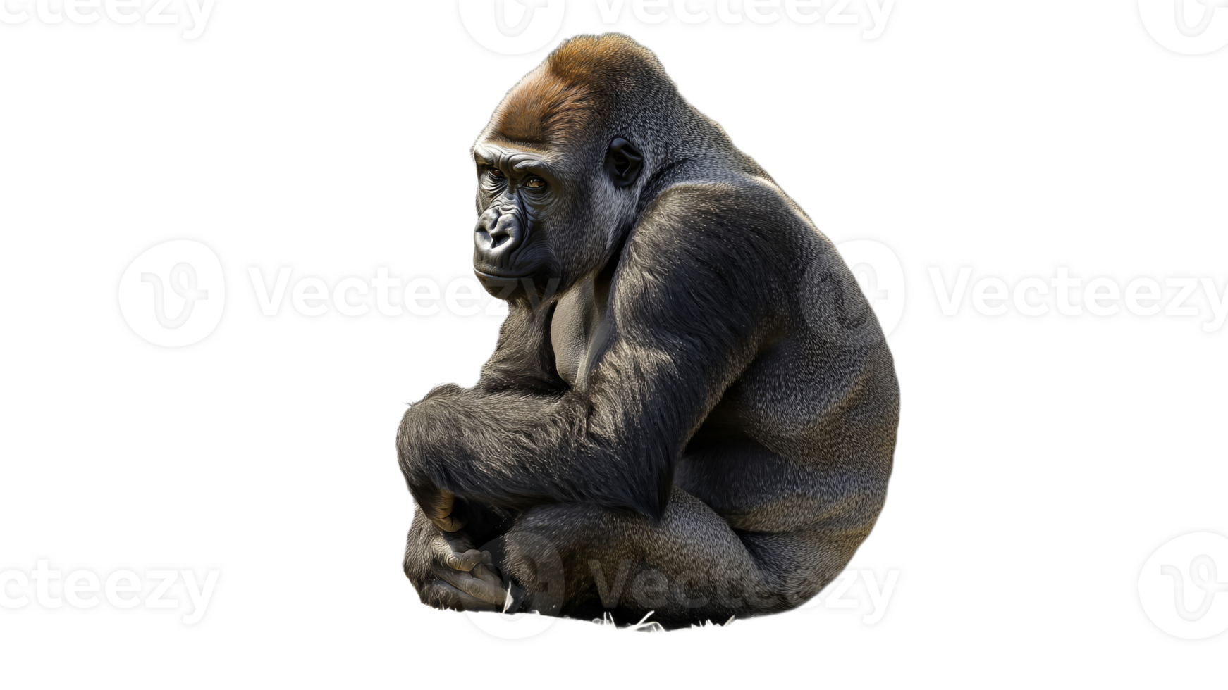 Gorilla sitting quietly in a relaxed pose png