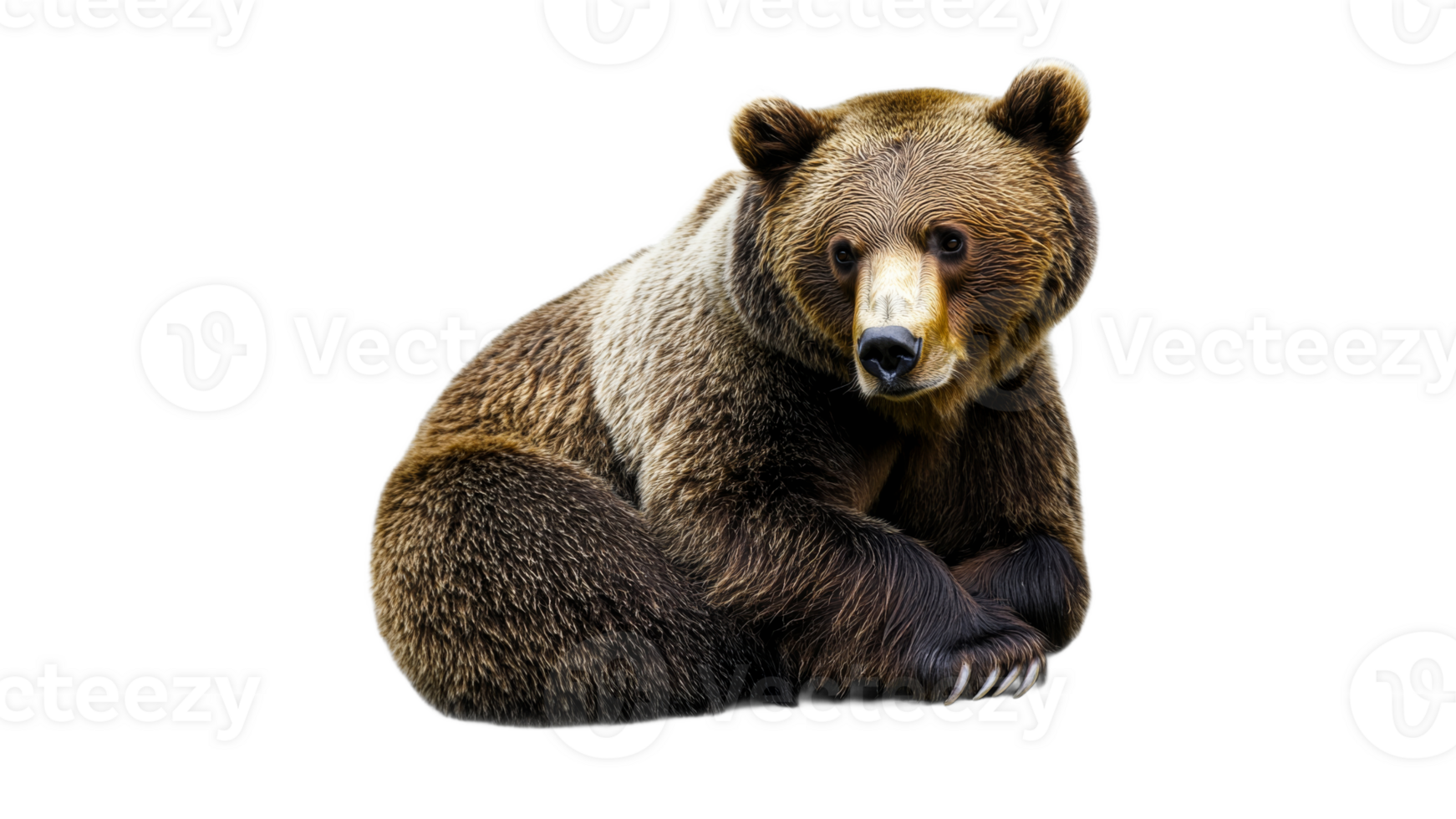 Brown bear resting calmly in natural pose png
