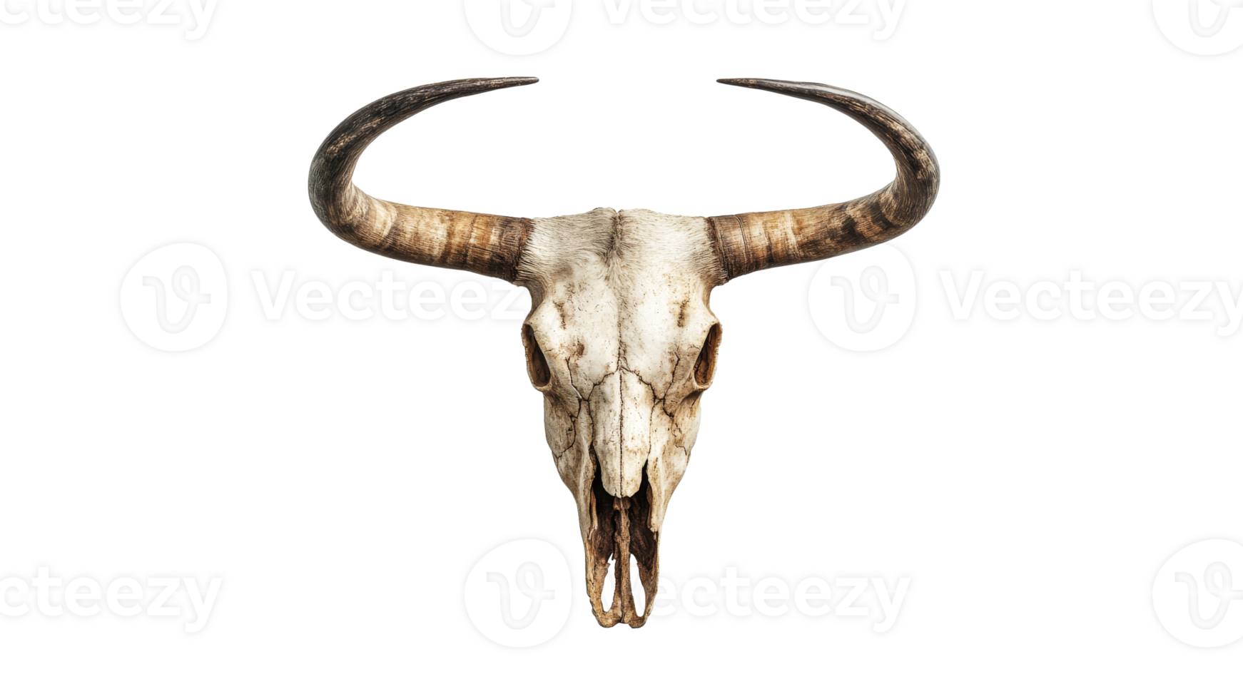 Bull skull with horns on transparent png