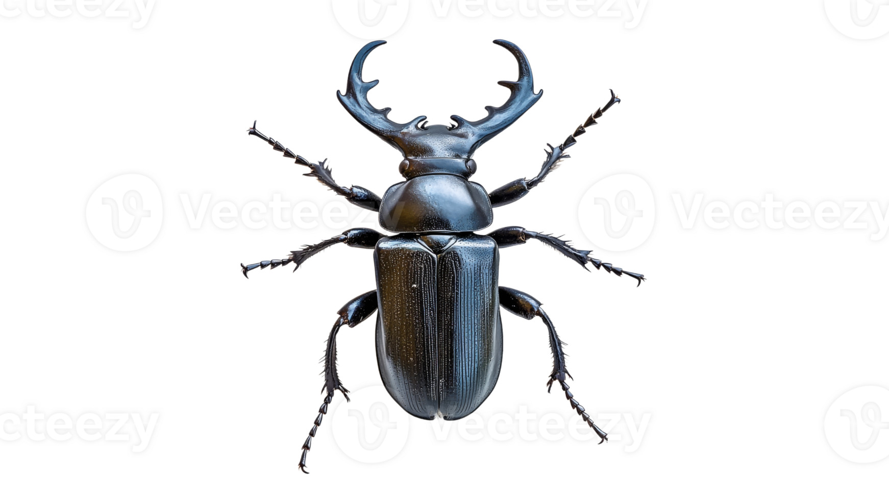 Large beetle with impressive antler like features png
