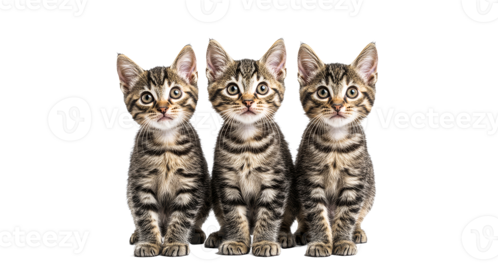 Three playful kittens in bright studio light png