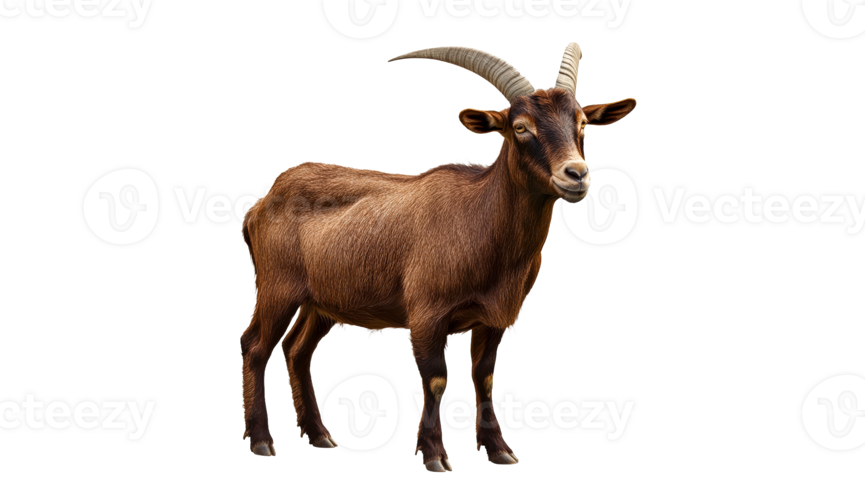 Brown goat standing in a bright setting png