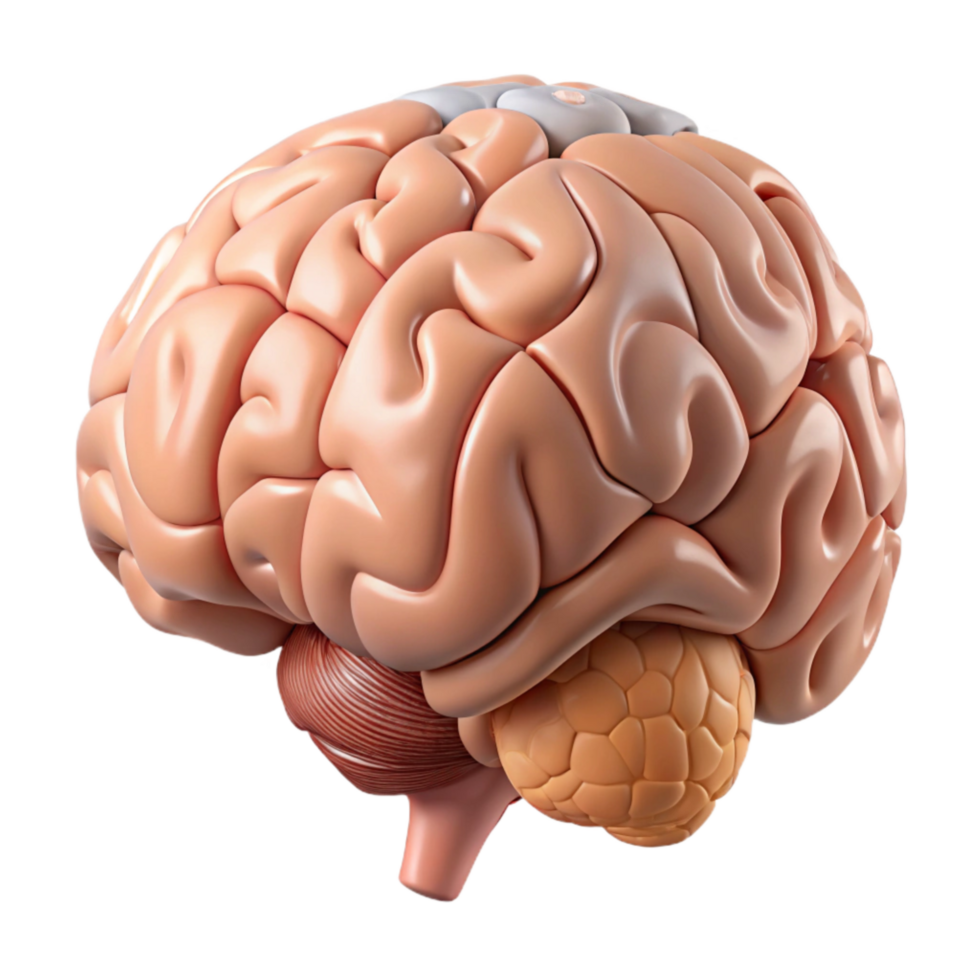 dramatic minimalist Human Brain Anatomy Cutout with Labeled Parts and Transparent Background high quality png
