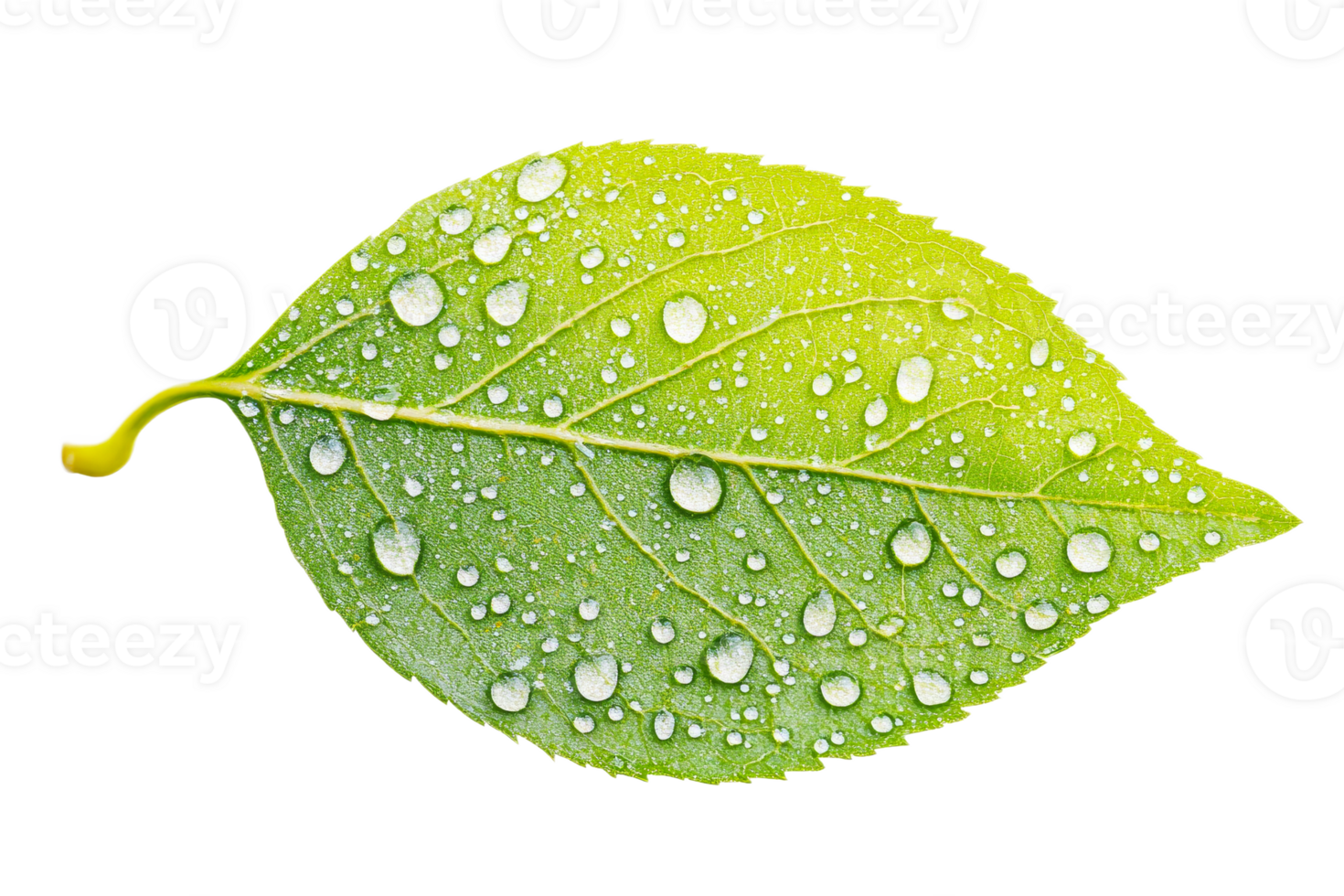 Fresh green leaf with water droplets on surface png
