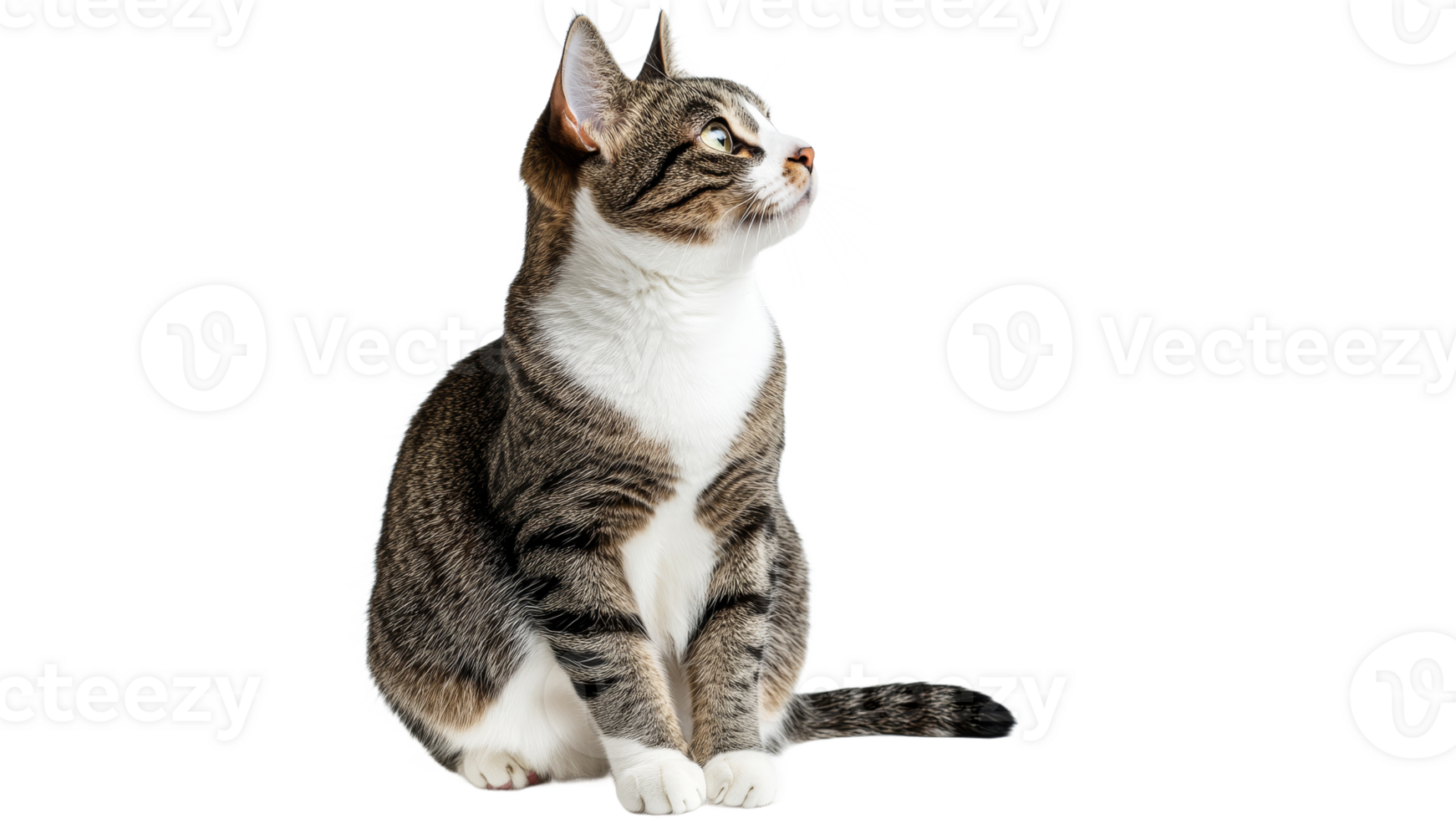Stray tabby cat looking curiously to the side png