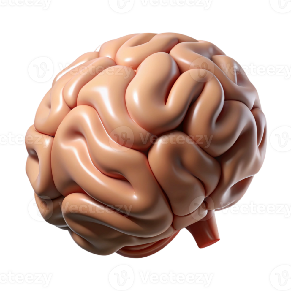 elegant classic Human Brain Anatomy Model Realistic Render Cutout high quality png