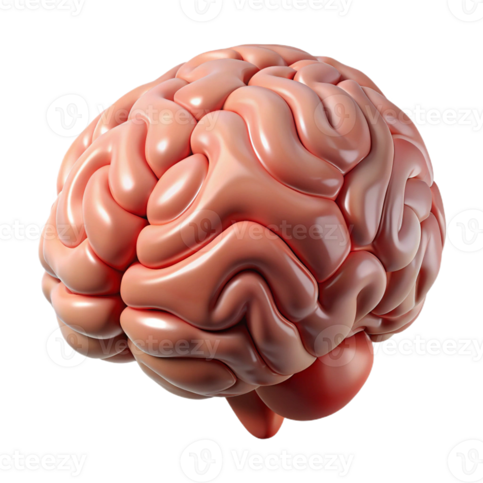 wonderful contemporary Human Brain Anatomy Model Realistic Render Cutout original png