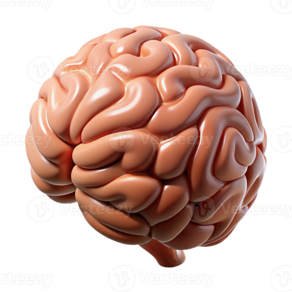 dramatic contemporary Human Brain Anatomy Model Realistic Render Cutout premium png