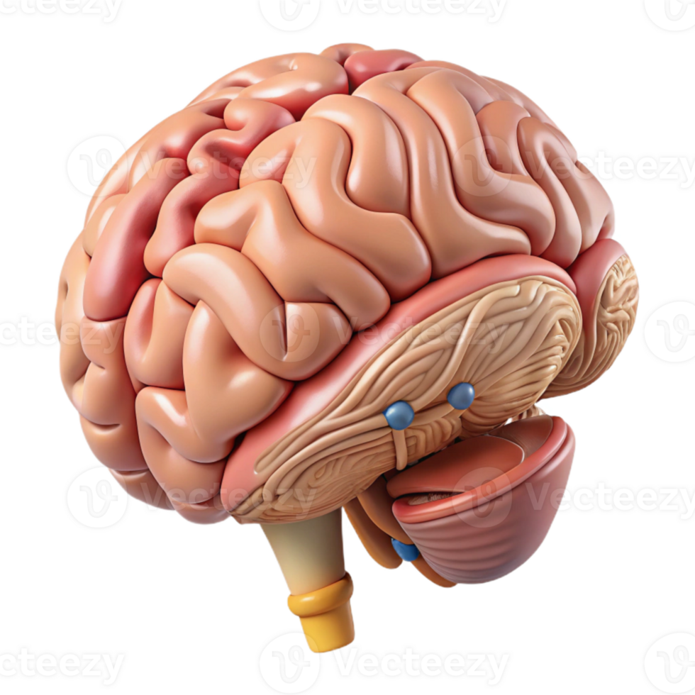 extraordinary rustic Human Brain Anatomy Illustration Cutout with Labeled Parts premium png