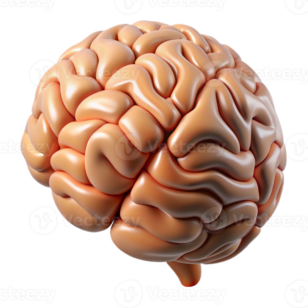 serene classic Human Brain Cross Section Diagram Cutout high resolution png