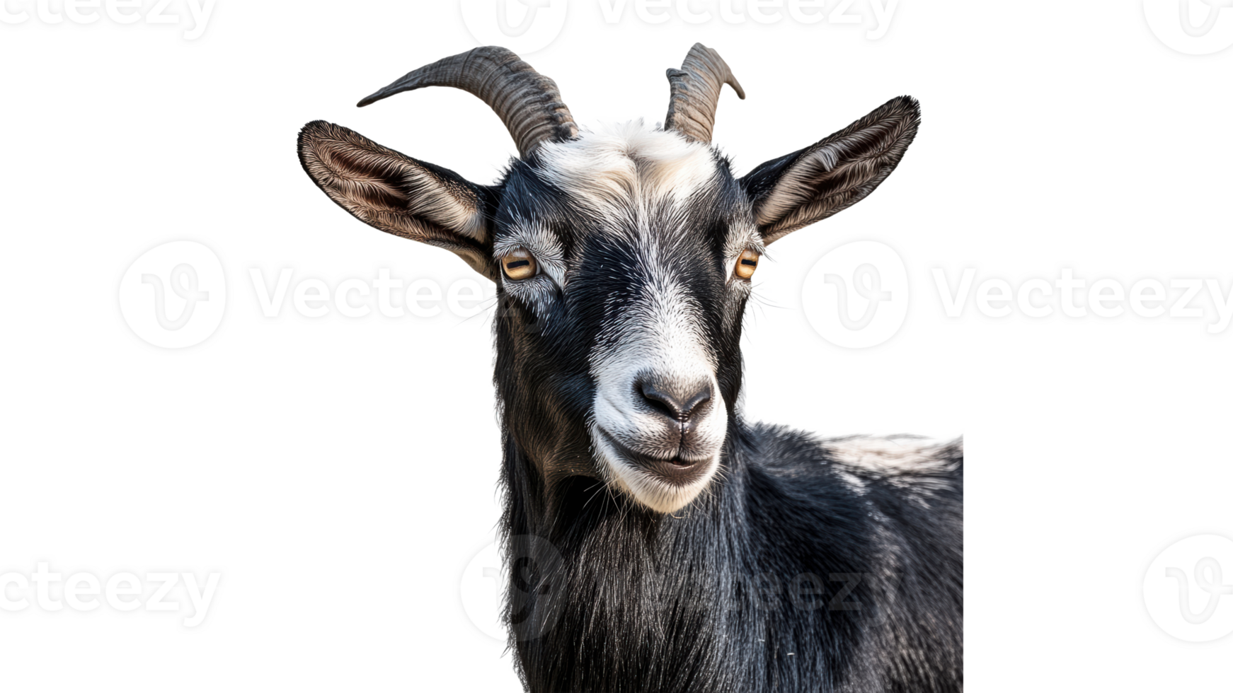 Goat with striking features in bright lighting png