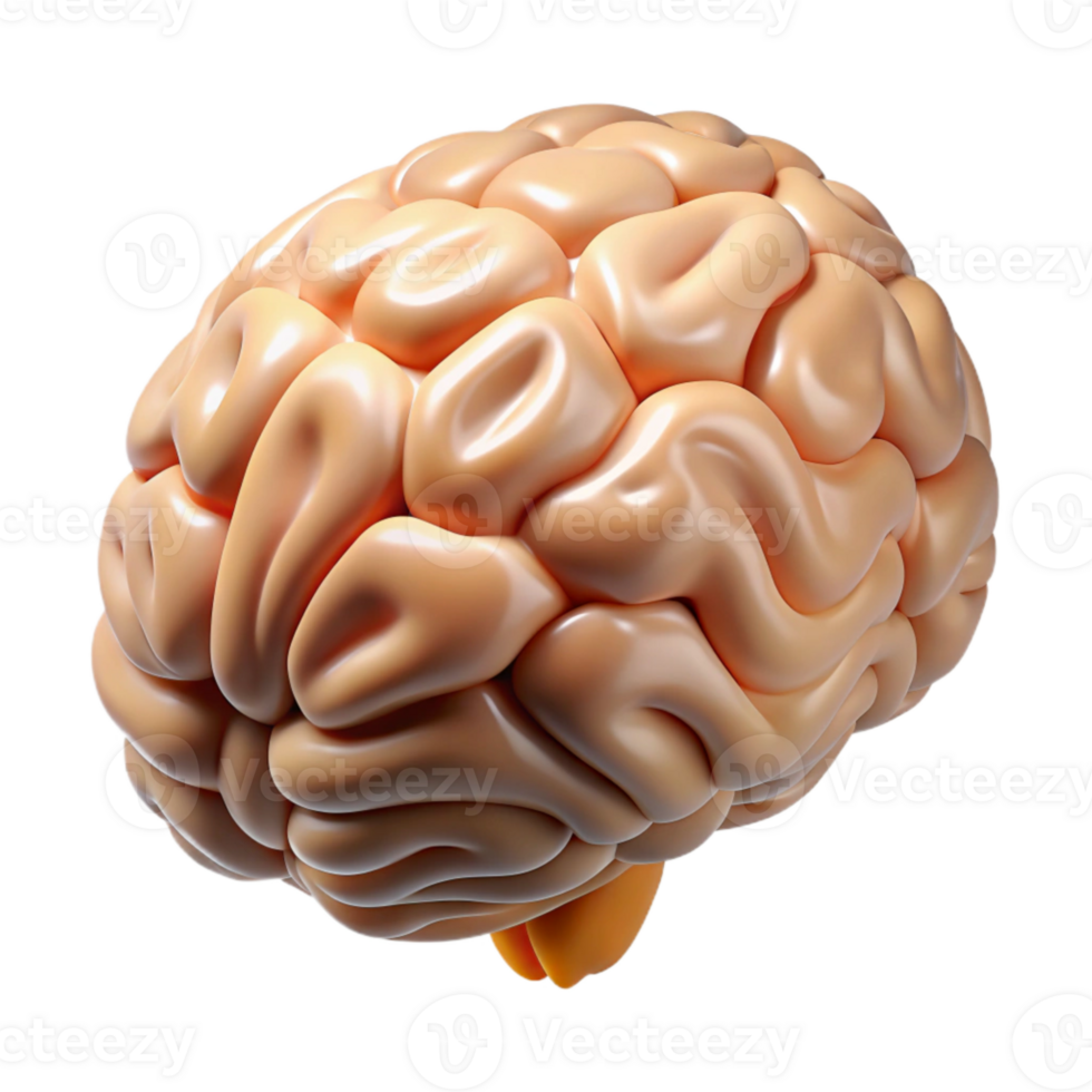 beautiful modern Human Brain Cross Section Diagram Cutout detailed png