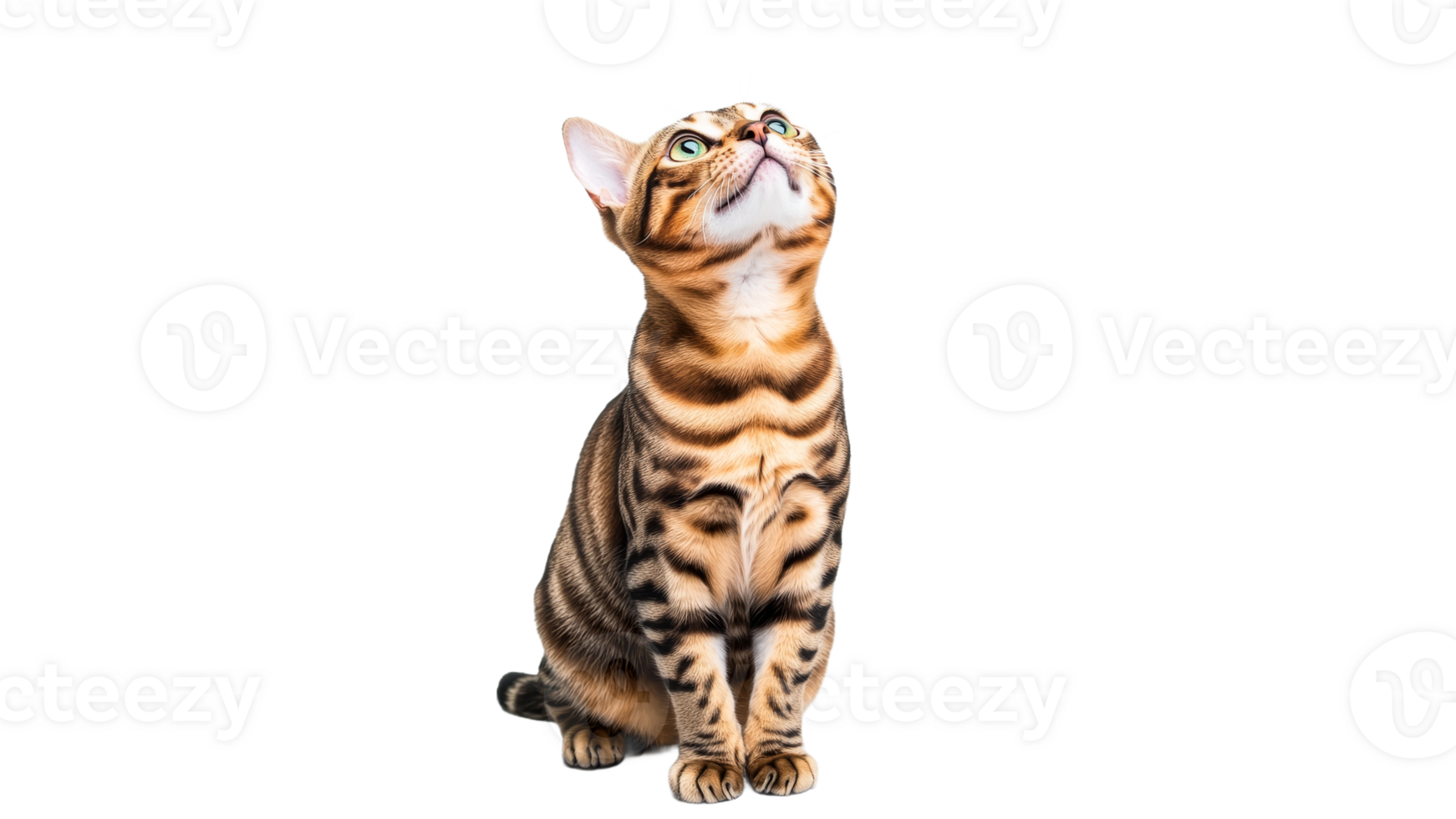 Striped cat sitting and looking up curiously png
