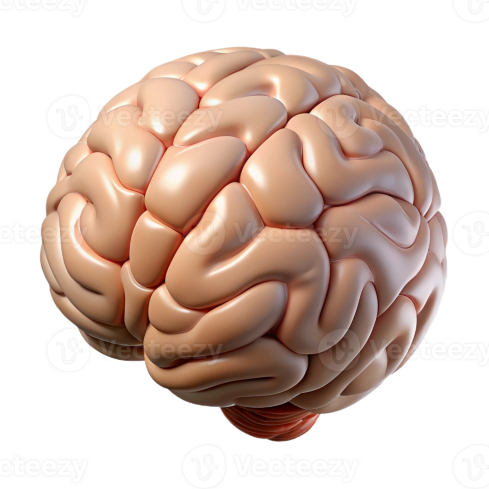 vibrant vintage Human Brain Front View Isolated Transparent Background high resolution png