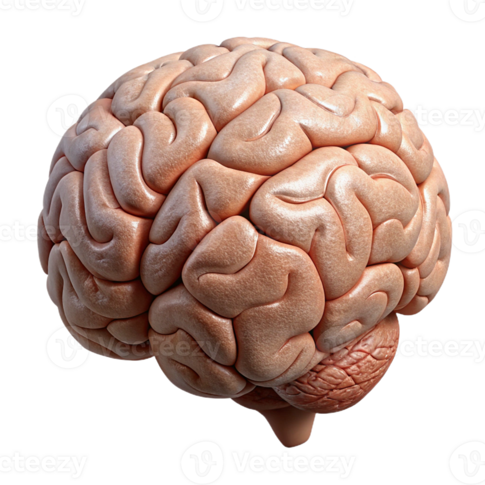 stunning creative Human Brain Model Anatomical Chart Cutout png