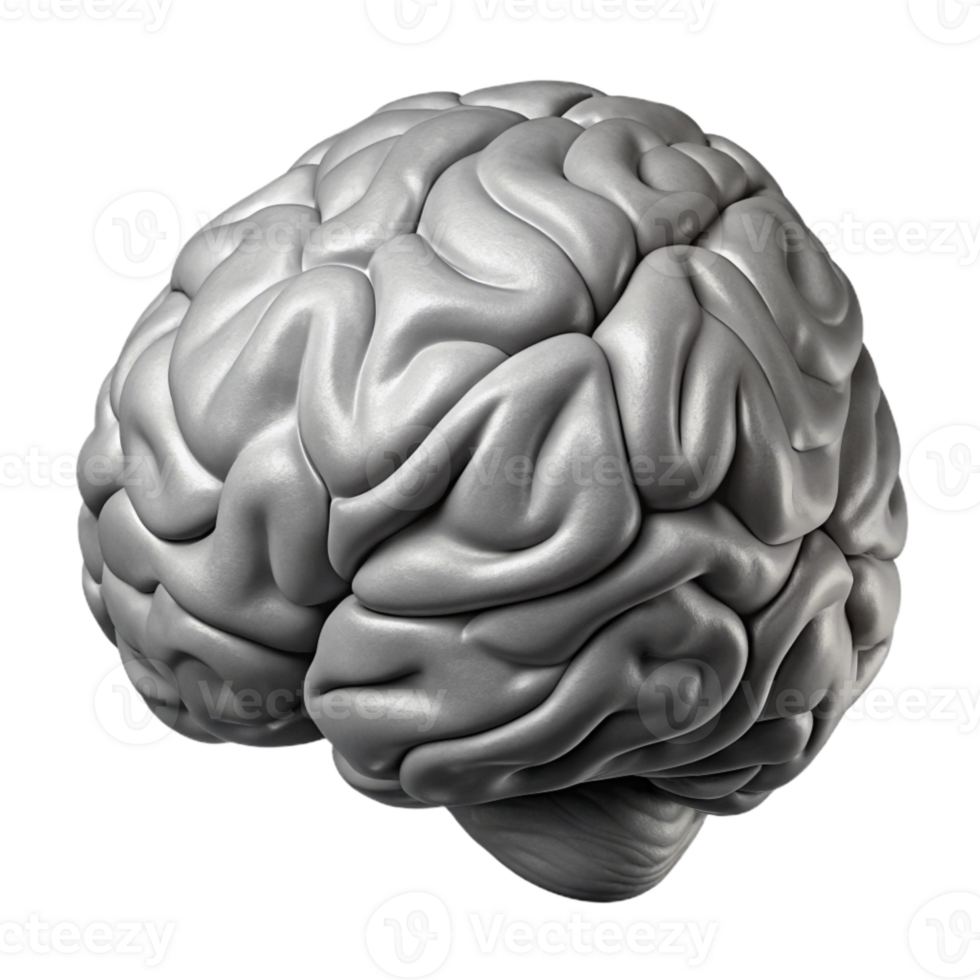 elegant minimalist Human Brain Mri Scan Grayscale Cutout png