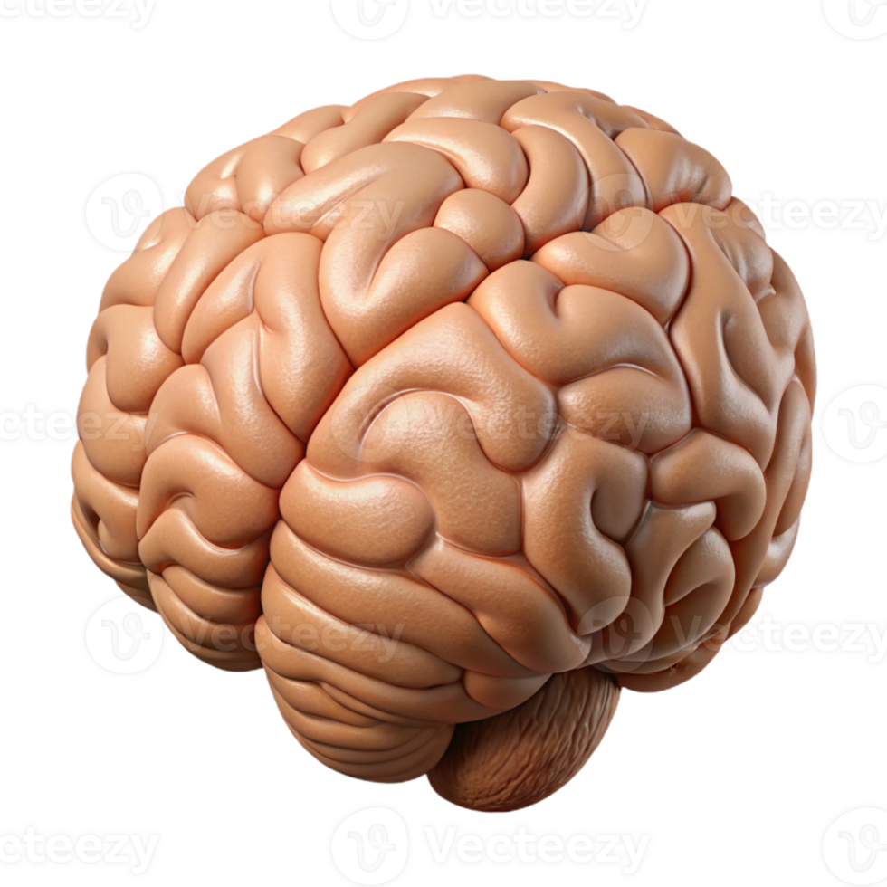 serene classic Human Brain Model Cutout with Realistic Texture and Transparent Background premium png