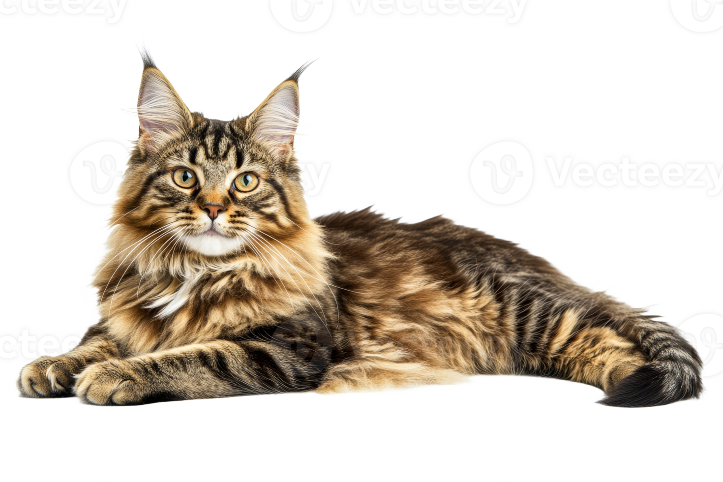 Beautiful Maine cat resting on white surface png