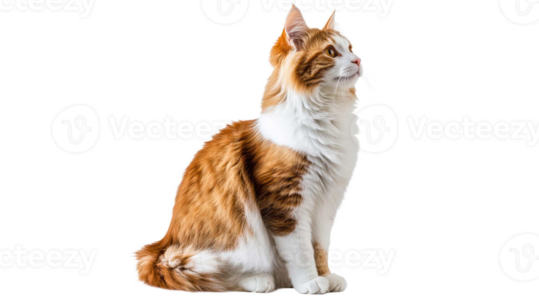 Graceful cat with fluffy coat and bright eyes png