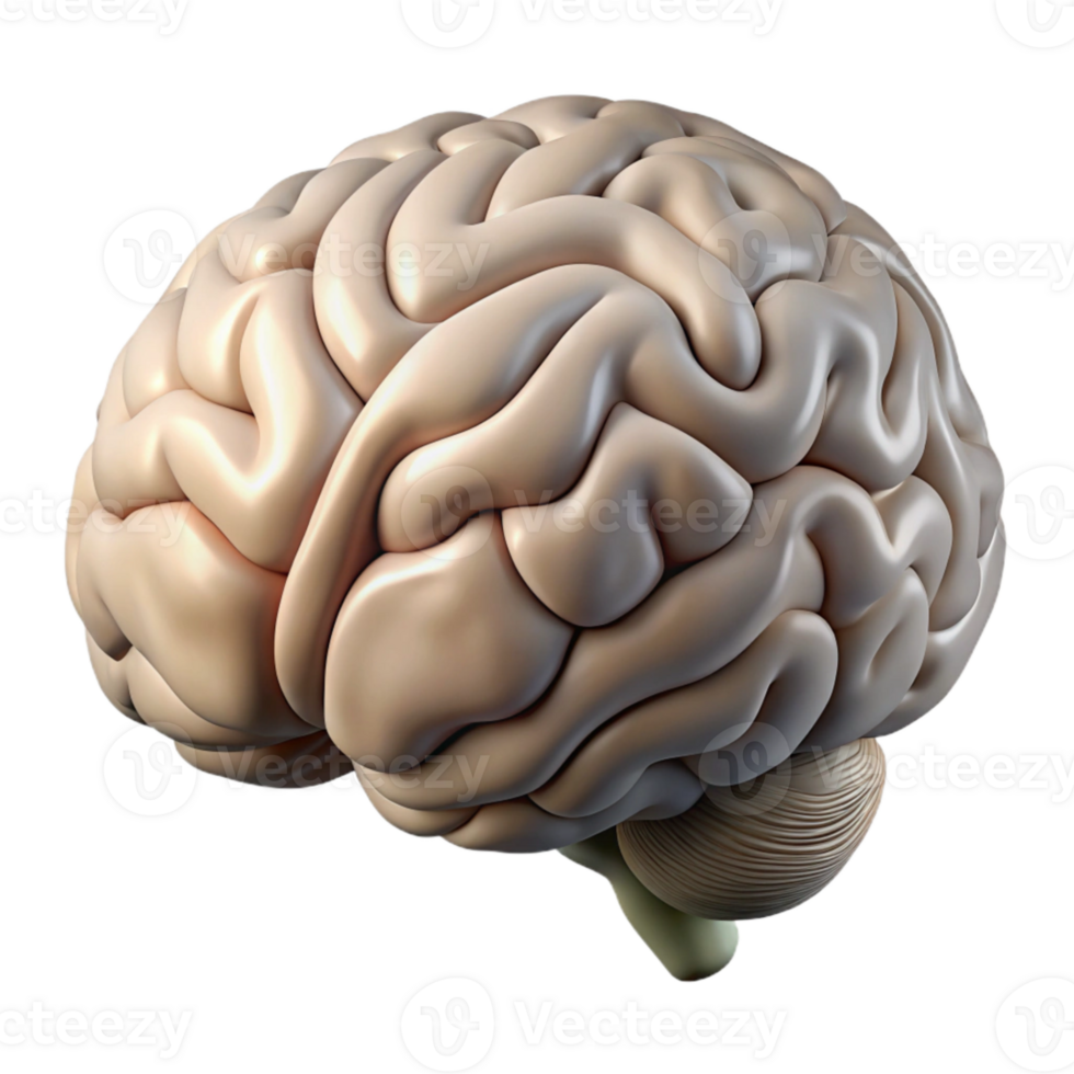 impressive abstract Human Brain Side View Pink Transparent Cutout high quality png